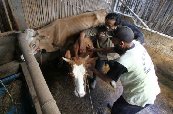 KARANGANYAR, Seorang pegawai Pusat Kesehatan Hewan menyuntikkan vaksin pada seekor sapi dalam program vaksinasi ternak nasional untuk penyakit mulut dan kuku (PMK) di Karanganyar, Provinsi Jawa Tengah, pada 29 Juni 2022. (Xinhua/Bram Selo)