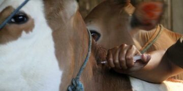 KARANGANYAR, Seorang pegawai Pusat Kesehatan Hewan menyuntikkan vaksin pada seekor sapi dalam program vaksinasi ternak nasional untuk penyakit mulut dan kuku (PMK) di Karanganyar, Provinsi Jawa Tengah, pada 29 Juni 2022. (Xinhua/Bram Selo)