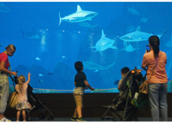 SINGAPURA - Sejumlah anak melihat ikan hiu di akuarium dalam acara Ocean Fest di S.E.A. Aquarium di Singapura pada 3 Juni 2022. (Xinhua/Then Chih Wey)
