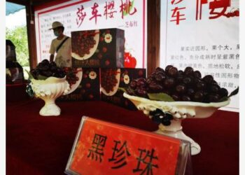 URUMQI - Buah ceri dipajang dalam sebuah pameran dagang di Xamalbag di Mixa, wilayah Shache, Daerah Otonom Uighur Xinjiang, China barat laut, pada 6 Juni 2022. (Xinhua/Fang Junwei)