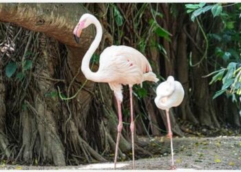 KOLOMBO - Beberapa ekor burung flamingo terlihat di Dehiwala Zoological Garden di Kolombo, Sri Lanka, pada 5 Juni 2022. Departemen Zoologi Sri Lanka telah menginformasikan Kementerian Margasatwa bahwa pihaknya kehabisan dana untuk menyediakan makanan sehari-hari bagi hewan-hewan di kebun binatang itu di tengah krisis ekonomi yang sedang berlangsung, demikian dilaporkan media lokal pada Kamis (2/6). (Xinhua/Tang Lu)