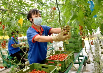 Sejumlah pekerja memetik tomat ceri di sebuah taman industri di Jiasong, Xingtai, yang berada di Provinsi Hebei, China utara, pada 8 Juni 2022. (Xinhua/Zhu Xudong)