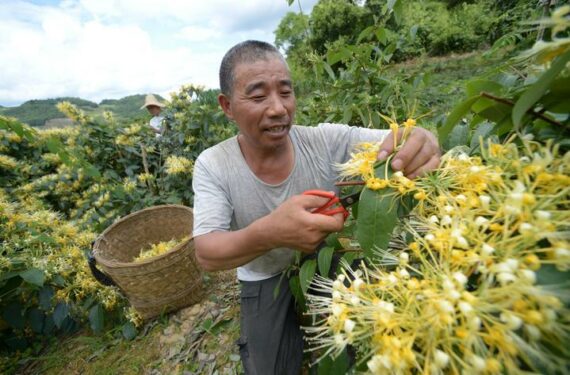 SUIYANG, Masyarakat setempat memanen honeysuckle di sebuah basis perkebunan di wilayah Suiyang, Provinsi Guizhou, China barat daya, pada 1 Juli 2022. Pemerintah setempat telah berupaya mengembangkan industri terkait honeysuckle, yang baru-baru ini memasuki musim panen. (Xinhua/Yang Ying)