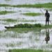 MORIGAON, Seorang petani mendayung perahunya yang dipenuhi pakan untuk hewan-hewan peliharaan di Distrik Morigaon, Negara Bagian Assam, India timur laut, pada 2 Agustus 2022. (Xinhua/Str)