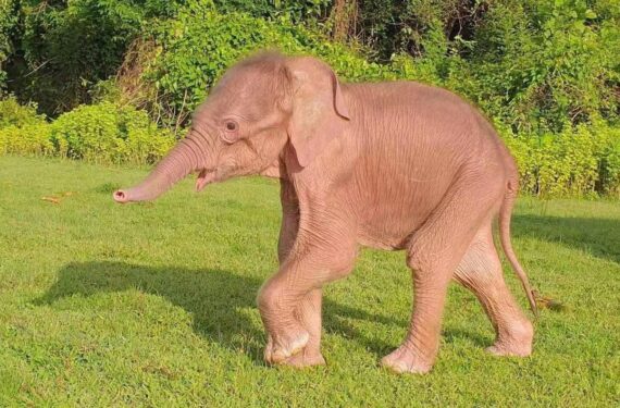 YANGON, Foto yang dirilis oleh Kementerian Sumber Daya Alam dan Konservasi Lingkungan Myanmar pada 2 Agustus 2022 ini menunjukkan seekor bayi gajah putih langka di Taungup, Negara Bagian Rakhine, Myanmar barat. (Xinhua/Kementerian Sumber Daya Alam dan Konservasi Lingkungan Myanmar)