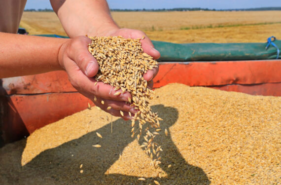 MINSK, Foto yang diabadikan pada 4 Agustus 2022 ini menunjukkan gandum yang baru dipanen di Minsk, Belarus. (Xinhua/Henadz Zhinkov)