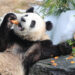 BRUGELETTE, Panda raksasa "Bao Di" menyantap makanan ulang tahunnya di kebun binatang Pairi Daiza di Brugelette, Belgia, pada 6 Agustus 2022. Perayaan ulang tahun ketiga panda kembar Bao Di dan Bao Mei, yang lahir pada 8 Agustus 2019 dari pasangan Hao Hao dan Xing Hui, diadakan di kebun binatang Pairi Daiza pada Sabtu (6/8). (Xinhua/Zheng Huansong)