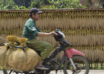 LEBAK, Seorang petani mengantarkan padi ke sebuah lumbung di Desa Citorek, Kabupaten Lebak, Provinsi Banten, pada 9 Agustus 2022. (Xinhua/Veri Sanovri)