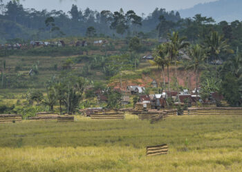LEBAK, Foto yang diabadikan pada 9 Agustus 2022 ini menunjukkan sebuah areal persawahan di Desa Citorek, Kabupaten Lebak, Provinsi Banten. (Xinhua/Veri Sanovri)