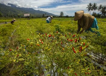 PALU, Para petani memanen cabai di sebuah kebun di Palu, Provinsi Sulawesi Tengah, pada 10 Agustus 2022. (Xinhua/Opan)