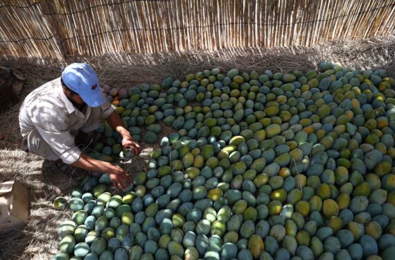 SHARQIYA, Seorang petani menata buah mangga yang dipanen di sebuah kebun di Provinsi Sharqiya, Mesir, pada 12 Agustus 2022. (Xinhua/Ahmed Gomaa)