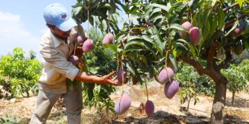 SHARQIYA, Seorang petani memanen buah mangga di sebuah kebun di Provinsi Sharqiya, Mesir, pada 12 Agustus 2022. (Xinhua/Ahmed Gomaa)