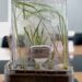 SHANGHAI, Foto yang diabadikan pada 29 Agustus 2022 ini menunjukkan unit eksperimental berisi sampel benih padi yang sama dengan yang digunakan di modul laboratorium Wentian China di Pusat Keunggulan dalam Ilmu Tanaman Molekuler di bawah naungan Akademi Ilmu Pengetahuan China di Shanghai, China timur. (Xinhua/Zhang Jiansong)