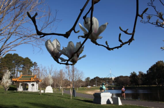 CANBERRA, Foto yang diabadikan pada 14 September 2022 ini memperlihatkan bunga di awal musim semi di Taman Beijing yang terletak di tepi Danau Burley Griffin di Canberra, Australia. (Xinhua/Bai Xu)