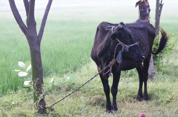 AMRITSAR, Foto yang diabadikan pada 14 September 2022 ini menunjukkan seekor sapi yang menderita lumpy skin disease (LSD) di sebuah desa di Punjab, India. Dalam empat setengah bulan terakhir ini, lebih dari 57.000 sapi di India mati akibat LSD, yang terus menyebar di negara Asia Selatan itu. Sejumlah daerah di India terdampak penyakit tersebut, termasuk Wilayah Ibu Kota Nasional Delhi, serta negara bagian Haryana, Punjab, Gujarat, Rajasthan, Uttar Pradesh, dan Andhra Pradesh. (Xinhua/Str)