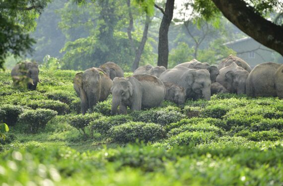 NAGAON, Sekawanan gajah liar terlihat di sebuah perkebunan teh di Distrik Nagaon, Negara Bagian Assam, India timur laut, pada 15 September 2022. (Xinhua/Str)
