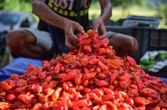 NAGAON, Seorang pedagang menjual cabai setan (ghost pepper), yang oleh penduduk setempat disebut "bhut jolokia", di Distrik Nagaon, Negara Bagian Assam, India timur laut, pada 15 September 2022. (Xinhua/Str)