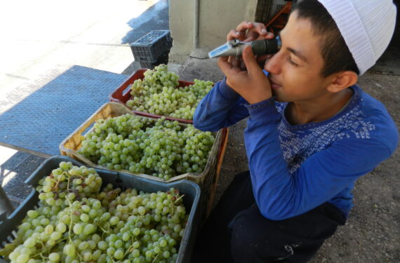 BEIRUT, Foto yang diabadikan pada 14 September 2022 ini menunjukkan seorang pekerja mengukur kadar gula buah anggur menggunakan sakarimeter di Rashaya, Lebanon. (Xinhua/Taher Abu Hamdan)