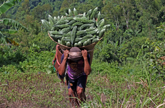 CHATTOGRAM, Seorang petani memanggul keranjang berisi buah peria di sebuah desa di wilayah Jalur Bukit Chattogram, Bangladesh, pada 12 September 2022. (Xinhua)