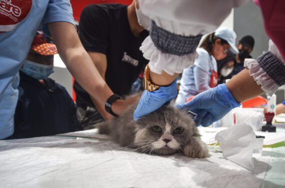 TANGERANG, Seekor kucing menjalani pemeriksaan fisik gratis yang disediakan oleh komunitas pencinta kucing setempat di Tangerang, Provinsi Banten, pada 17 September 2022. (Xinhua/Agung Kuncahya B.)