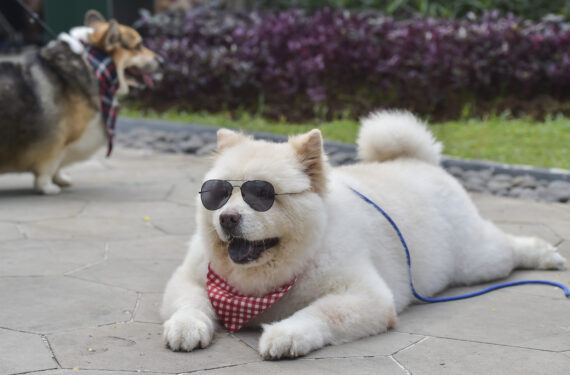 JAKARTA, Seekor anjing yang mengenakan kacamata hitam menunggu di pinggiran area kompetisi saat ajang Dog Does Disco 2022 di Central Park Mall di Jakarta pada 18 September 2022. (Xinhua/Veri Sanovri)