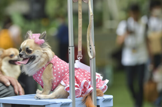 JAKARTA, Seekor anjing yang mengenakan pakaian terlihat dalam ajang Dog Does Disco 2022 di Central Park Mall di Jakarta pada 18 September 2022. (Xinhua/Veri Sanovri)