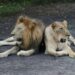 DAKAR, Dua ekor singa tampak beristirahat di sebuah taman safari di kawasan Delta Saloum, Senegal, pada 16 September 2022. Delta Saloum Senegal terletak di muara Sungai Saloum yang mengalir ke Samudra Atlantik Utara. Delta Saloum resmi tercantum dalam Daftar Warisan Dunia UNESCO pada 2011. (Xinhua/Wang Zizheng)