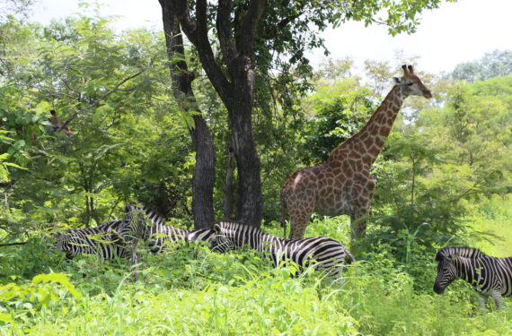 DAKAR, Kawanan jerapah dan zebra terlihat di sebuah taman safari di kawasan Delta Saloum, Senegal, pada 16 September 2022. Delta Saloum Senegal terletak di muara Sungai Saloum yang mengalir ke Samudra Atlantik Utara. Delta Saloum resmi tercantum dalam Daftar Warisan Dunia UNESCO pada 2011. (Xinhua/Wang Zizheng)