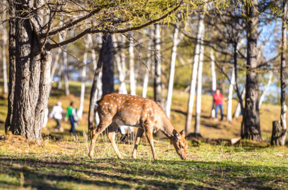 ARXAN, Seekor rusa sika mencari makan di taman rusa di Arxan yang terletak di Prefektur Hinggan, Daerah Otonom Mongolia Dalam, China utara, pada 20 September 2022. (Xinhua/Peng Yuan)