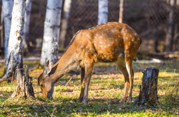 ARXAN, Seekor rusa sika mencari makan di taman rusa di Arxan yang terletak di Prefektur Hinggan, Daerah Otonom Mongolia Dalam, China utara, pada 20 September 2022. (Xinhua/Peng Yuan)