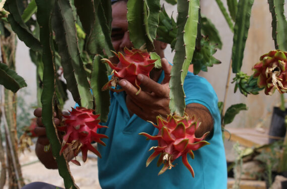 TUBAS, Seorang petani Palestina memanen buah naga di kebunnya di Kota Tubas, Tepi Barat, pada 20 September 2022. (Xinhua/Nidal Eshtayeh)