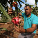 TUBAS, Seorang petani Palestina memanen buah naga di kebunnya di Kota Tubas, Tepi Barat, pada 20 September 2022. (Xinhua/Nidal Eshtayeh)