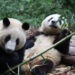 CHENGDU, Sepasang panda raksasa kembar terlihat di Pusat Penelitian dan Penangkaran Panda Raksasa Chengdu di Chengdu, Provinsi Sichuan, China barat daya, pada 21 September 2022. Setelah dua pekan ditutup, pusat tersebut kembali dibuka untuk umum pada Rabu (21/9). (Xinhua/Chen Juwei)