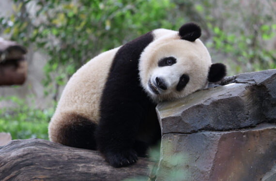 CHENGDU, Panda raksasa bernama Reganmian terlihat di Pusat Penelitian dan Penangkaran Panda Raksasa Chengdu di Chengdu, Provinsi Sichuan, China barat daya, pada 21 September 2022. Setelah dua pekan ditutup, pusat tersebut kembali dibuka untuk umum pada Rabu (21/9). (Xinhua/Chen Juwei)