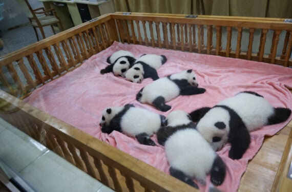CHENGDU, Foto yang diabadikan pada 21 September 2022 ini menunjukkan bayi-bayi panda raksasa di Pusat Penelitian dan Penangkaran Panda Raksasa Chengdu di Chengdu, Provinsi Sichuan, China barat daya. Setelah dua pekan ditutup, pusat tersebut kembali dibuka untuk umum pada Rabu (21/9). (Xinhua/Chen Juwei)