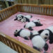 CHENGDU, Foto yang diabadikan pada 21 September 2022 ini menunjukkan bayi-bayi panda raksasa di Pusat Penelitian dan Penangkaran Panda Raksasa Chengdu di Chengdu, Provinsi Sichuan, China barat daya. Setelah dua pekan ditutup, pusat tersebut kembali dibuka untuk umum pada Rabu (21/9). (Xinhua/Chen Juwei)