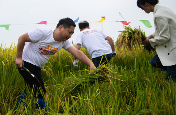 YIYANG, Orang-orang berpartisipasi dalam permainan memanen padi di Desa Dongsheng di Mahekou, wilayah Nanxian, Provinsi Hunan, China tengah, pada 21 September 2022. Serangkaian permainan yang berhubungan dengan padi pada Rabu (21/9) diselenggarakan bagi penduduk setempat dan wisatawan untuk menyambut festival panen petani China. (Xinhua/Chen Sihan)