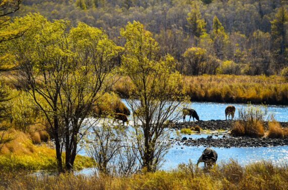 ARXAN, Foto yang diabadikan pada 21 September 2022 ini menunjukkan sejumlah sapi sedang mencari makan di pinggir sebuah sungai di Taman Hutan Nasional Arxan di Arxan, Prefektur Hinggan, Daerah Otonom Mongolia Dalam, China utara. (Xinhua/Peng Yuan)