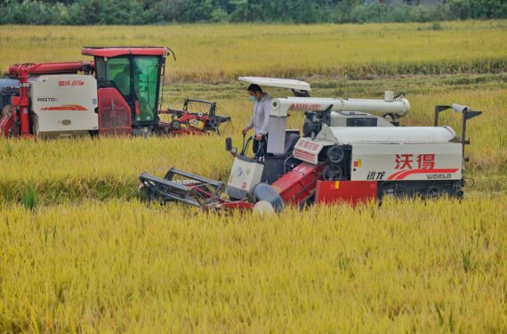 CHENGDU, Sejumlah petani yang mengoperasikan mesin pemanen bekerja di sebuah sawah di Desa Shanhe di Chengdu, Provinsi Sichuan, China barat daya, pada 22 September 2022. (Xinhua/Liu Kun)