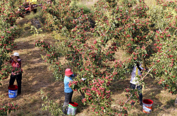TAIAN, Sejumlah warga desa memetik buah hawthorn di Liudu, Kota Xintai, Provinsi Shandong, China timur, pada 21 September 2022. Sekitar 1.533 hektare buah hawthorn telah memasuki periode matang di daerah ini. (Xinhua/Fan Changguo)