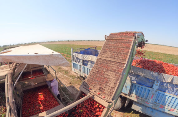 CHANGJI, Seorang warga desa memanen tomat di Desa Xingfu yang terletak di Changji, Daerah Otonom Uighur Xinjiang, China barat laut, pada 19 September 2022. (Xinhua/Yin Xuejuan)
