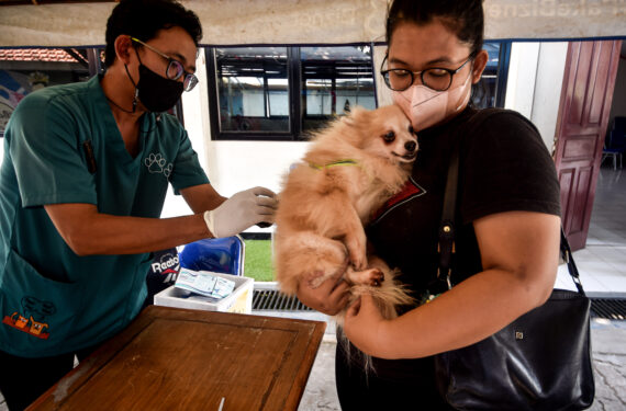 JAKARTA, Seorang dokter hewan memberikan satu dosis vaksin rabies pada seekor anjing di Jakarta pada 28 September 2022. Hari Rabies Sedunia diperingati setiap tahun untuk meningkatkan kesadaran pencegahan rabies dan menyoroti kemajuan dalam membasmi penyakit tersebut. (Xinhua/Agung Kuncahya B.)