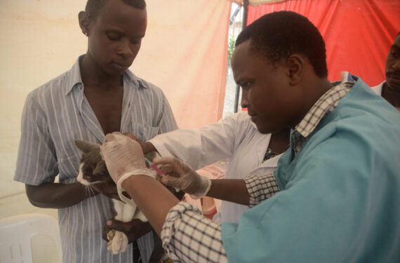 KAMPALA, Seorang dokter hewan memberikan vaksinasi rabies gratis untuk seekor kucing dalam rangka peringatan Hari Rabies Sedunia di Kampala, Uganda, pada 28 September 2022. (Xinhua/Nicholas Kajoba)