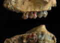 KUNMING, Foto kombo tak bertanggal yang disediakan oleh Institut Zoologi Kunming di bawah naungan Akademi Ilmu Pengetahuan China (Chinese Academy of Sciences/CAS) ini menunjukkan sebagian fosil wajah bagian bawah dari kera catarrhine kecil bernama Yuanmoupithecus xiaoyuan. Tim ahli paleontologi menemukan fosil kera catarrhine kecil berusia 7-8 juta tahun di Provinsi Yunnan, China barat daya. Dinamakan Yuanmoupithecus xiaoyuan, spesies ini terbukti sebagai kera paling awal yang diketahui. (Xinhua/Institut Zoologi Kunming, Akademi Ilmu Pengetahuan China)
