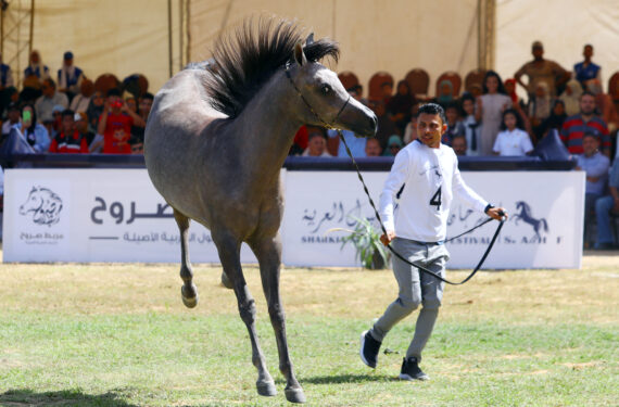 SHARQIA, Seorang peternak memandu seekor kuda dalam sebuah kontes kecantikan kuda Arab di ajang Sharqia Arabian Horse Festival di Provinsi Sharqia, Mesir, pada 29 September 2022. Festival kuda yang berlangsung selama dua hari itu dimulai pada Kamis (29/9) di Sharqia dan diikuti oleh 96 ekor kuda Arab. (Xinhua/Ahmed Gomaa)