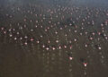 ANKARA, Foto dari udara yang diabadikan pada 28 September 2022 ini menunjukkan keanggunan sekawanan flamingo di sebuah danau di Ankara, Turki. (Xinhua/Mustafa Kaya)