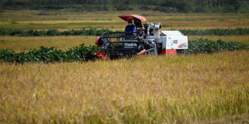 HEFEI, Seorang petani yang mengoperasikan mesin penuai sedang memanen padi di sebuah areal persawahan di Kota Gucheng, Hefei, Provinsi Anhui, China timur, pada 29 September 2022. (Xinhua/Zhou Mu)
