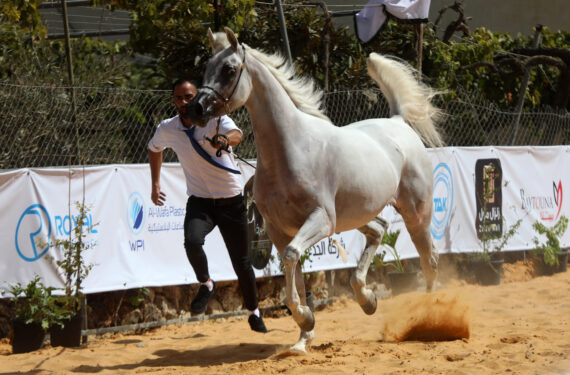 HEBRON, Seorang peternak menuntun seekor kuda Arab dalam sebuah kontes kecantikan untuk kuda ras Arab murni yang diadakan di Hebron, Tepi Barat, pada 1 Oktober 2022. (Xinhua/Mamoun Wazwaz)