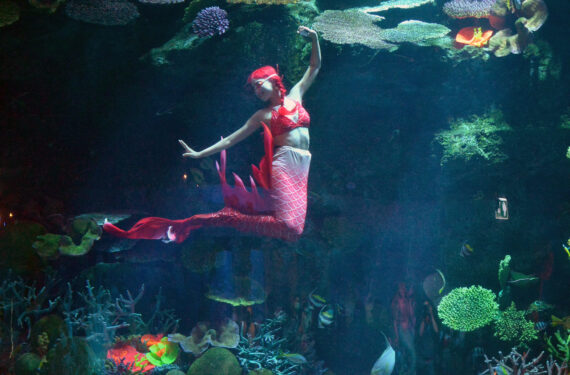 BANGKOK, Seorang penyelam tampil dalam sebuah pertunjukan putri duyung di bawah air di Bangkok Ocean World di Bangkok, Thailand, pada 1 Oktober 2022. (Xinhua/Rachen Sageamsak)
