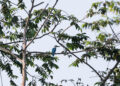 PROVINSI BULACAN, Seekor burung raja udang (kingfisher) terlihat di Provinsi Bulacan, Filipina, pada 4 Oktober 2022. Hari Hewan Sedunia jatuh pada Selasa (4/10). (Xinhua/Rouelle Umali)